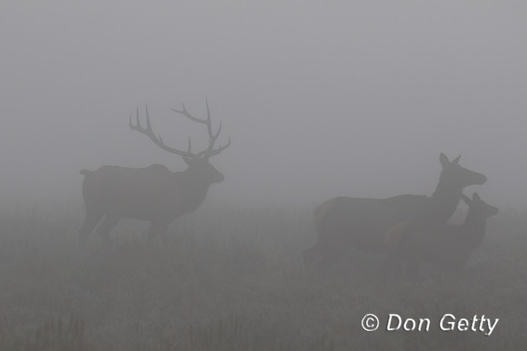 Elk