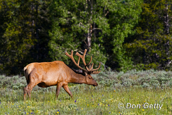 Elk