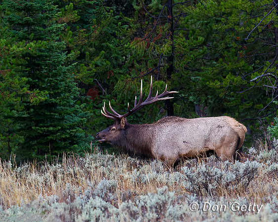 Elk