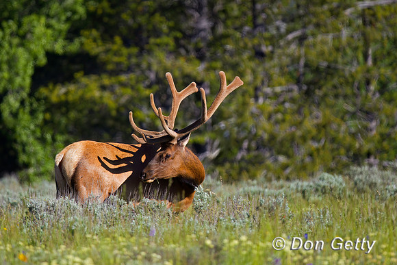 Elk