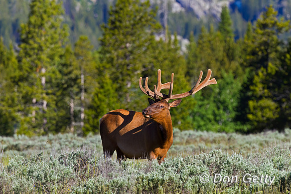 Elk