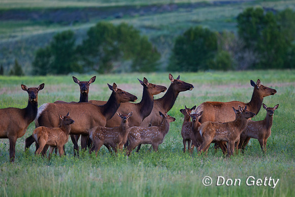 Elk