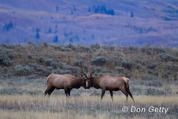 Elk