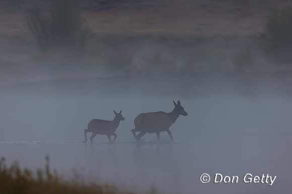 Elk