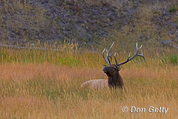 Elk