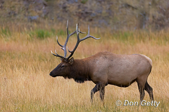 Elk