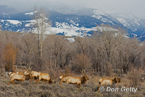 Elk