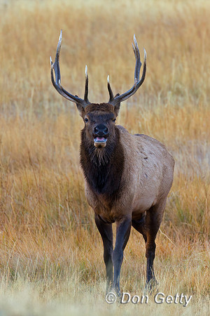 Elk