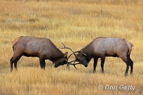 Elk