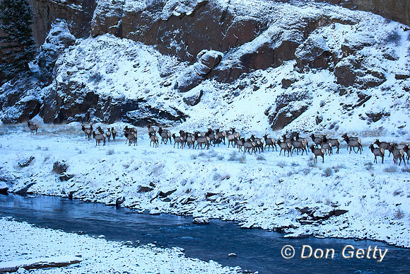 Elk