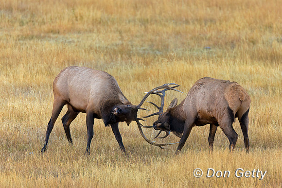 Elk