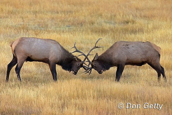 Elk