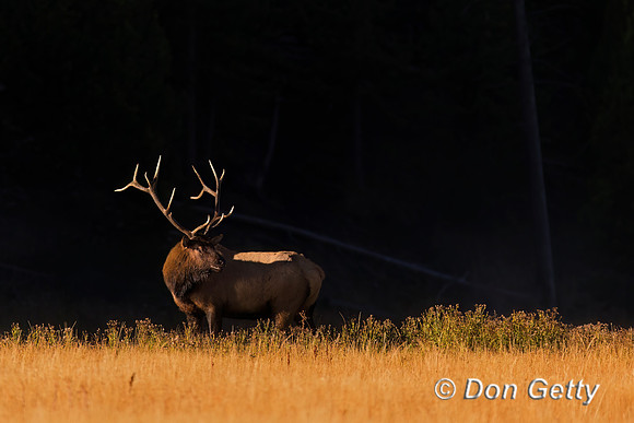 Elk