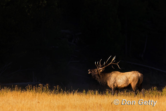 Elk