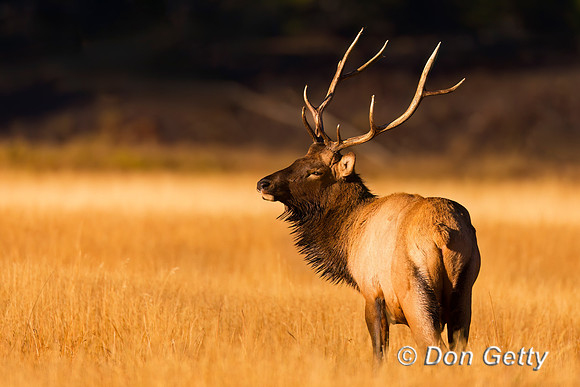 Elk