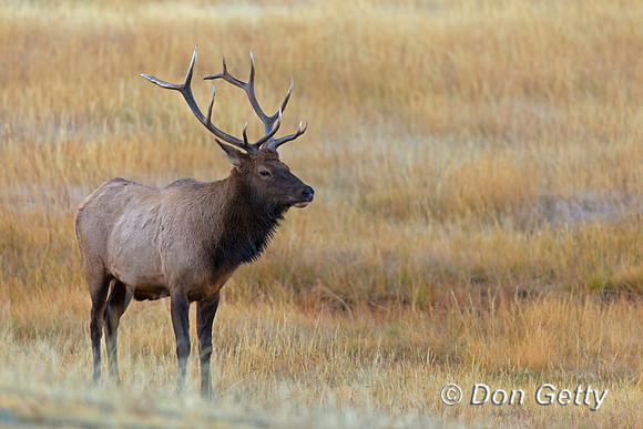 Elk