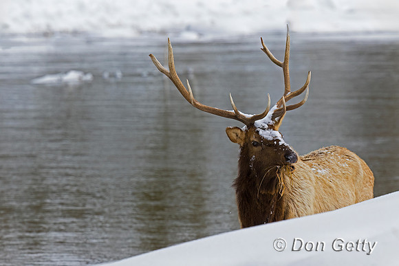 Elk