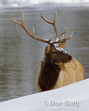 Elk