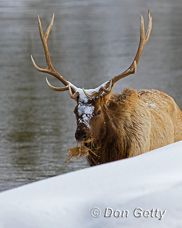 Elk