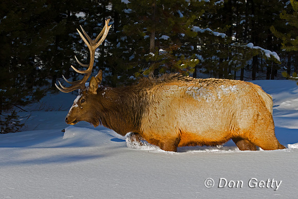 Elk