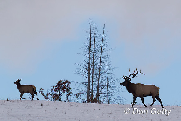 Elk