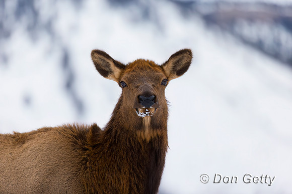 Elk