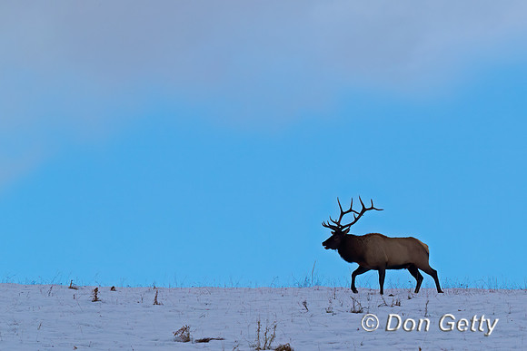 Elk