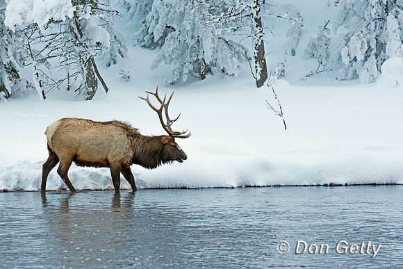Elk