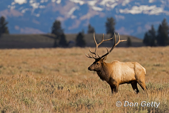 Elk