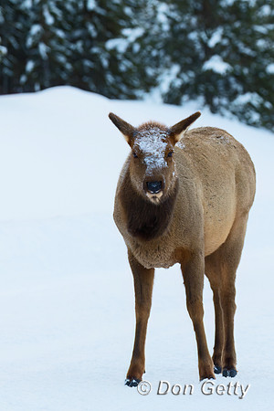Elk