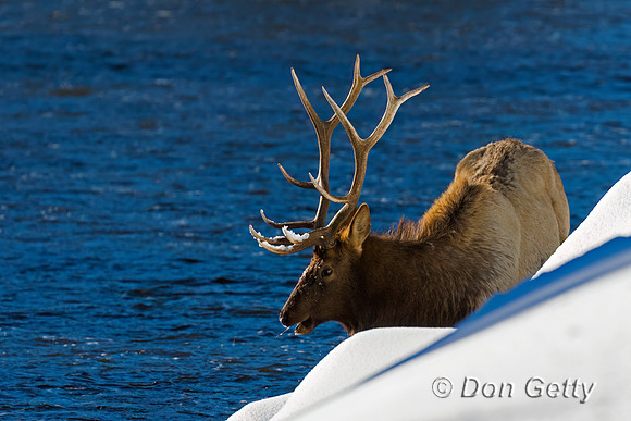 Elk