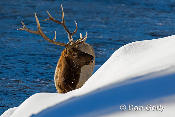 Elk