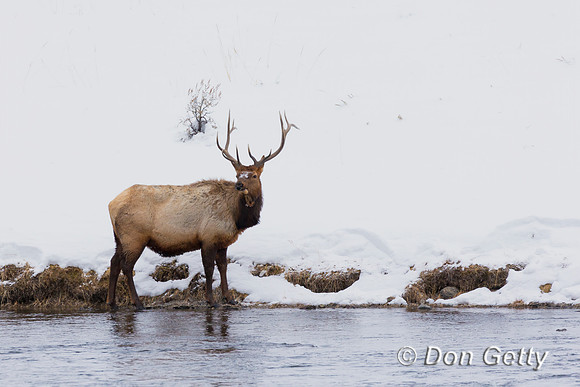 Bull Elk