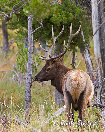 Bull Elk