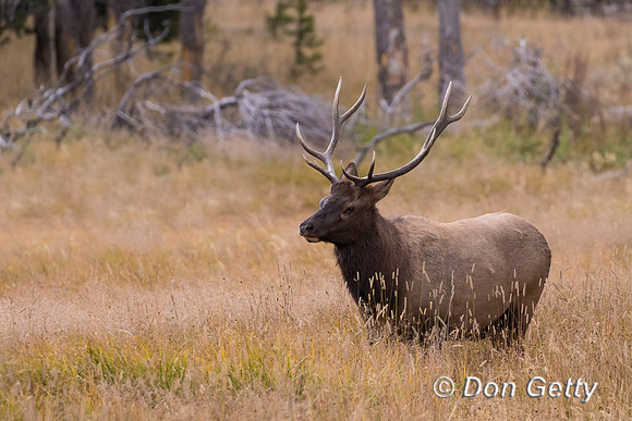 Bull Elk