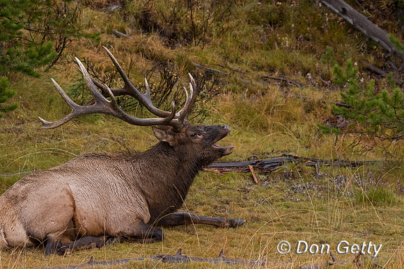 Bull Elk