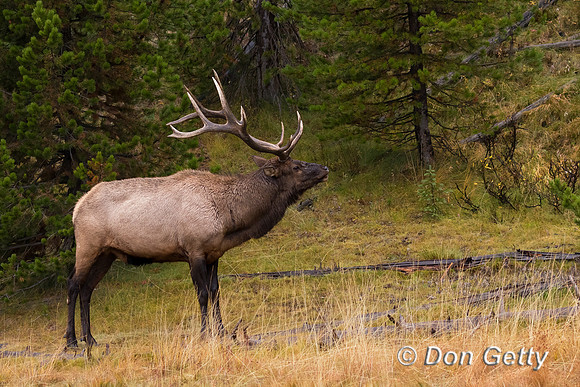 Bull Elk