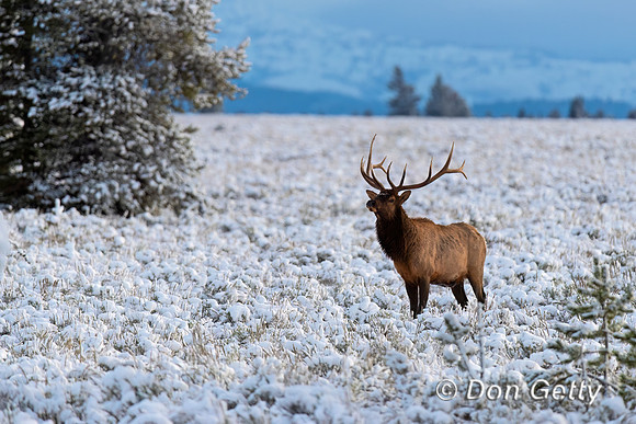 Elk