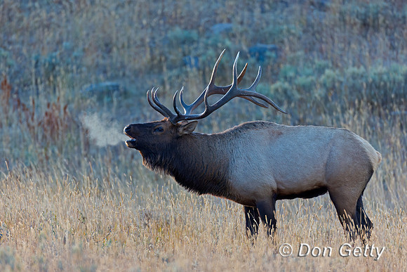 Elk_A45T7697