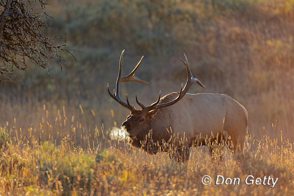 Elk_A45T7763