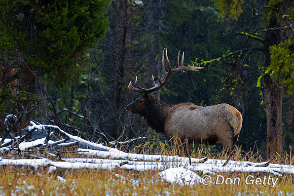 Elk_C8A4945
