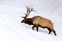 Elk