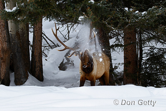 Elk