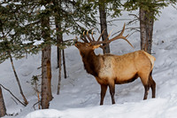 Elk