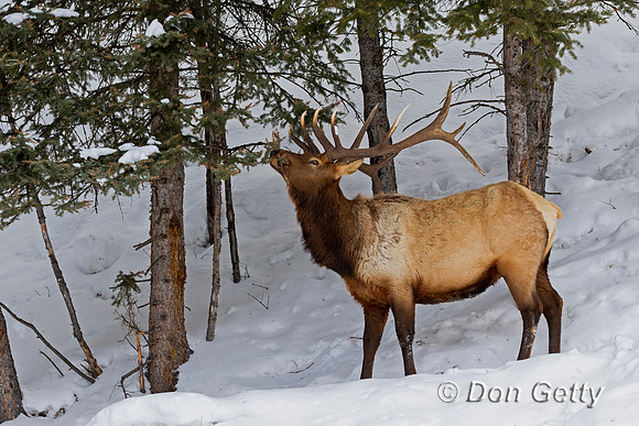 Elk
