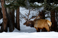 Elk