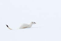 Ermine