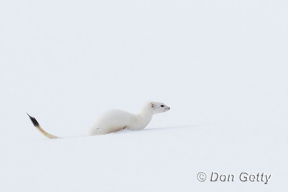 Ermine