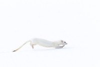 Ermine