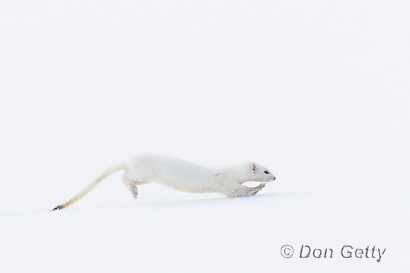 Ermine